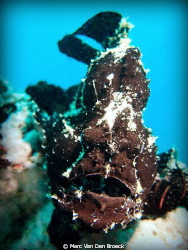 frog fish black by Marc Van Den Broeck 